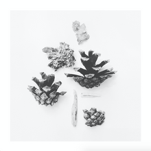 Load image into Gallery viewer, Nature compositions. Flower garden.