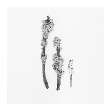 Load image into Gallery viewer, Nature compositions. Three little trees.